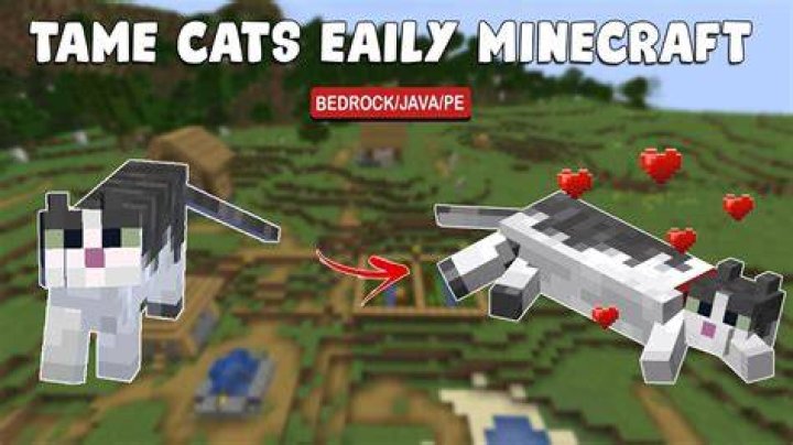 Minecraft: How to Tame a Cat