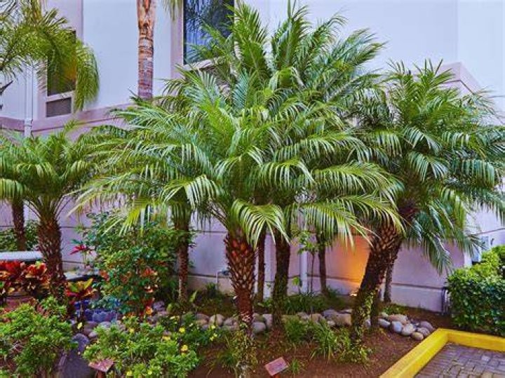 Paradise Palms dwarf Location