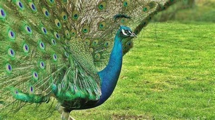 Peacock is a good way to stream the game